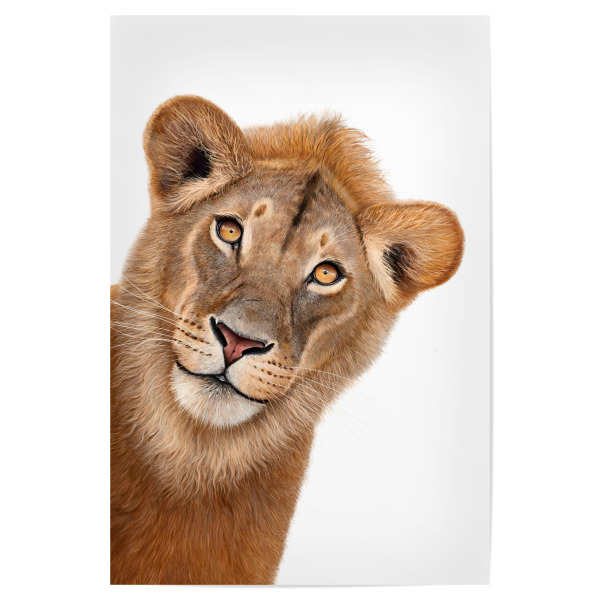 Poster "Spannender Löwe" artboxONE - Natur,Tiere,Weihnachten,Für Mama,Lustig - Löwe,Katze,Katzen,Große katze,König,König,Guckt,Süß,Bunt,Geschenkidee