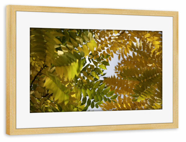 Poster mit Rahmen kiefer "Bäume Herbstfarben" artboxONE - Natur,Floral