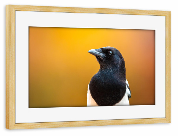 Poster mit Rahmen kiefer "Porträt einer Elster" artboxONE - Tiere - Elster,Vogel,Wildlife,Natur,Garten,Vögel,Gartenvogel,Tiere,Vogelporträt