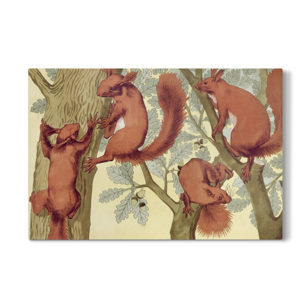 Galerie-Print "Eichhörnchen - Verneuil" 30x20 cm artboxONE