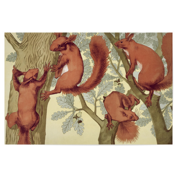 Poster "Eichhörnchen - Verneuil" artboxONE - Natur,Für Kinder,Tiere,Für Mama,Für Papa