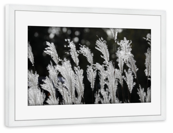 Poster mit Rahmen weiß "Federgras Natur Minimalismus" artboxONE - Natur,Floral,Schwarzweiß