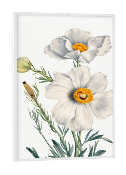 Poster mit weißem Rahmen "Walcott - Mitilja Poppy" artboxONE - Natur,Floral - Botanik,Natur,Pflanze,Blume,Blüte,Floral,Museum,Vintage