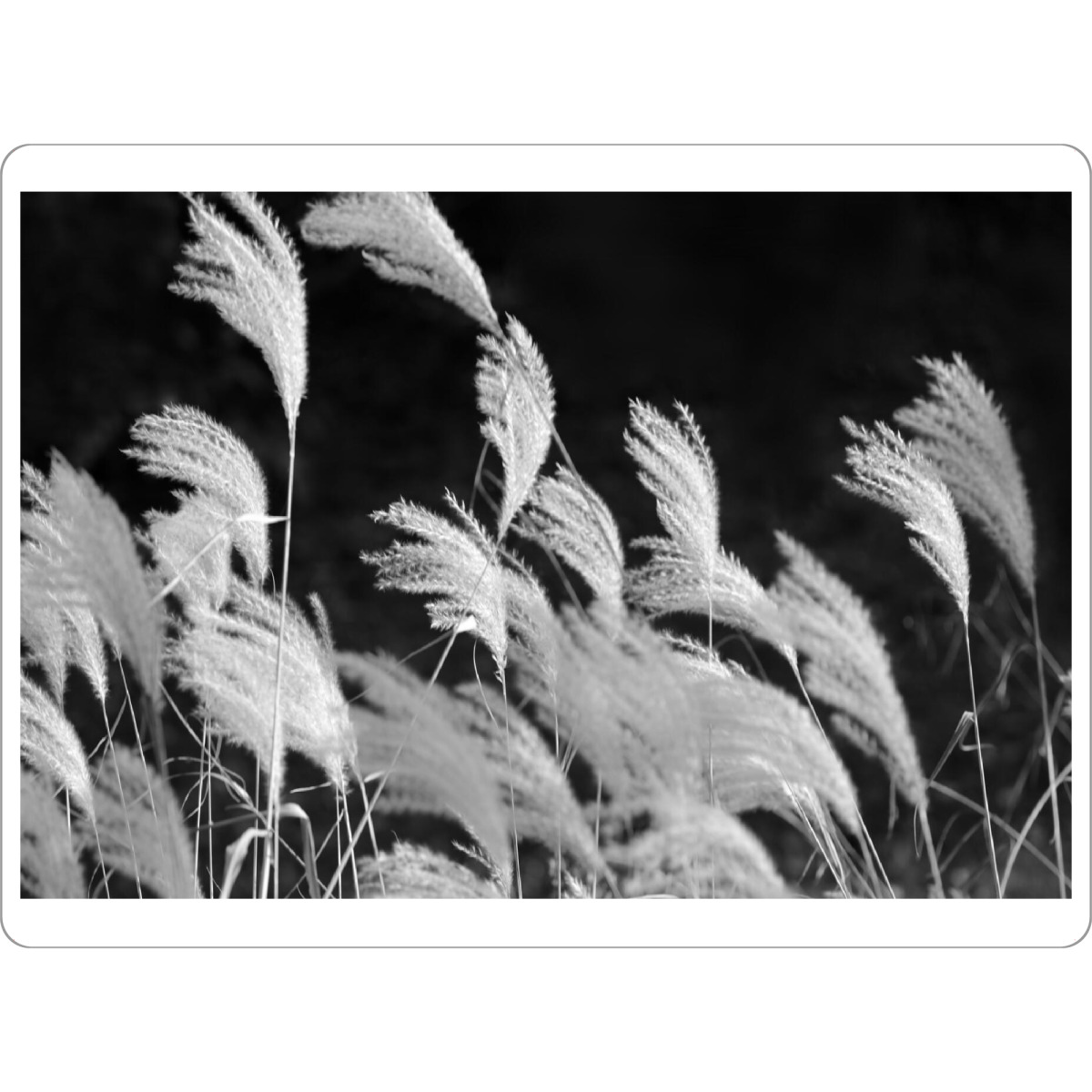 Tischset "Federgras schwarz-weiß" artboxONE - Natur,Floral,Schwarzweiß