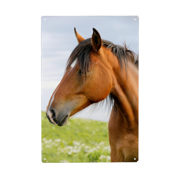 Holzbild "Porträt eines braunen Pferdes" artboxONE - Natur,Tiere