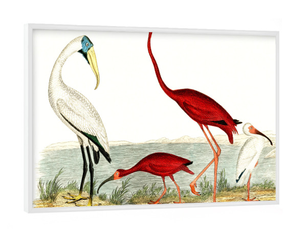 Poster mit weißem Rahmen "Waldibis & scharlachroter Flamingo" artboxONE - Natur,Für Kinder,Tiere,Für Mama,Für Papa