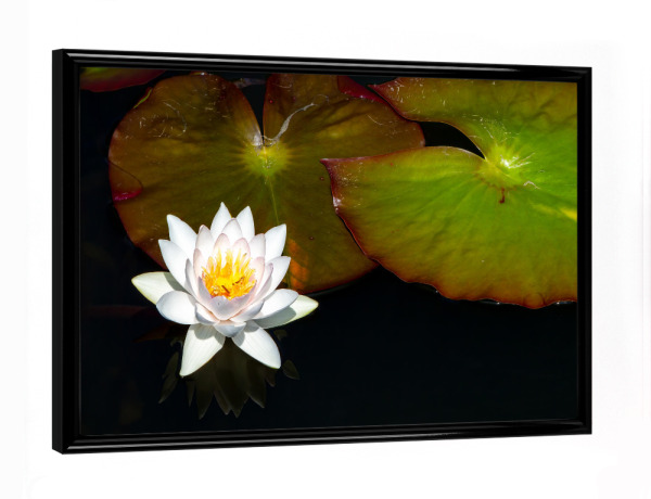 Poster mit schwarzem Rahmen "Die Blüte einer Seerose" artboxONE - Natur,Floral - Seerose,Teichrose,Blume,Blüte,Teich,See