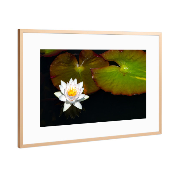Poster mit Rahmen Kupfer "Die Blüte einer Seerose" artboxONE - Natur,Floral - Seerose,Teichrose,Blume,Blüte,Teich,See
