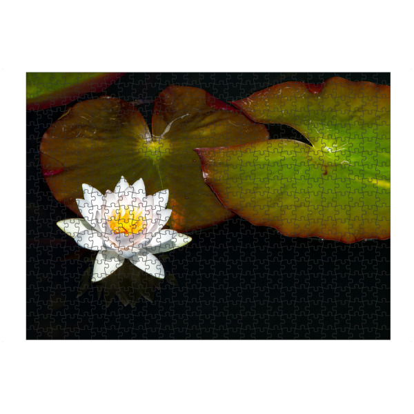 Puzzle Ravensburger "Die Blüte einer Seerose" artboxONE - Natur,Floral - Seerose,Teichrose,Blume,Blüte,Teich,See - Bild seerose