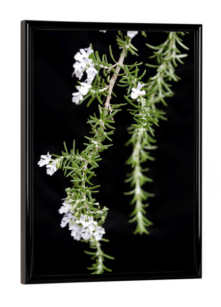 Poster mit schwarzem Rahmen "Botanische Serie Rosmarin Kräuter" artboxONE - Natur,Floral,Essen & Trinken