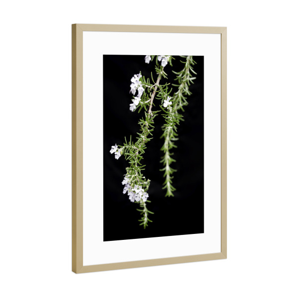 Poster mit Rahmen Gold "Botanische Serie Rosmarin Kräuter" artboxONE - Natur,Floral,Essen & Trinken