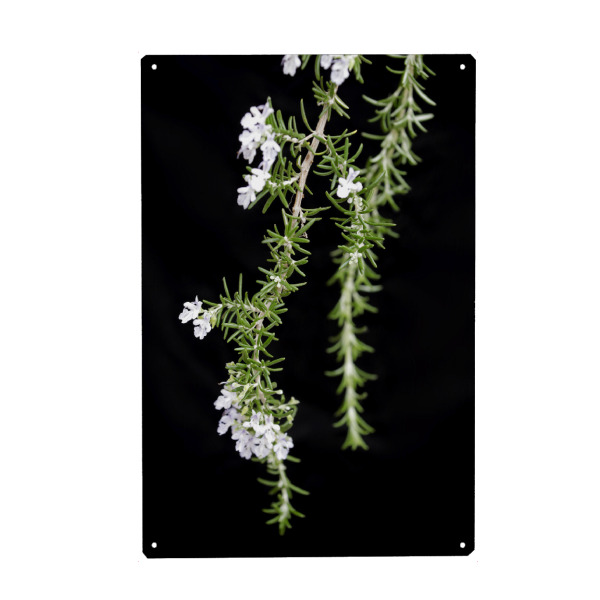 Metall Poster "Botanische Serie Rosmarin Kräuter" artboxONE - Natur,Floral,Essen & Trinken