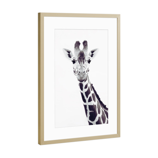 Poster mit Rahmen Gold "Porträt Giraffe" artboxONE - Für Kinder,Tiere,Schwarzweiß,Für Mama,Lustig