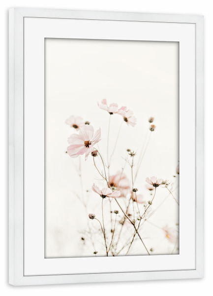 Poster mit Rahmen weiß "Frühlings Cosmea Creme und Rosa" artboxONE - Natur,Floral,Buchstaben / C,Für Mama
