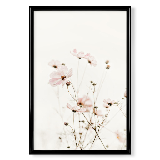 Frühlings Cosmea Creme und Rosa