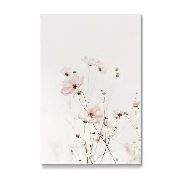 Galerie-Print "Frühlings Cosmea Creme und Rosa" 30x20 cm artboxONE