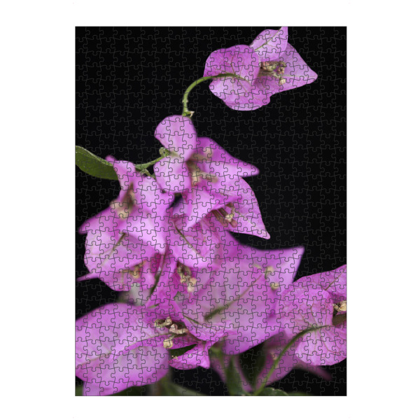 artboxONE Puzzle "Botanische Serie Bougainville" artboxONE - Natur,Floral