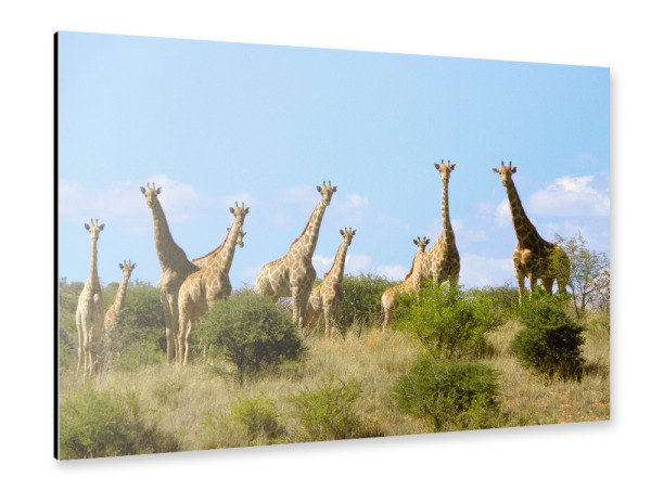Alu-Dibond "Eine Giraffenherde" 30x20 cm artboxONE