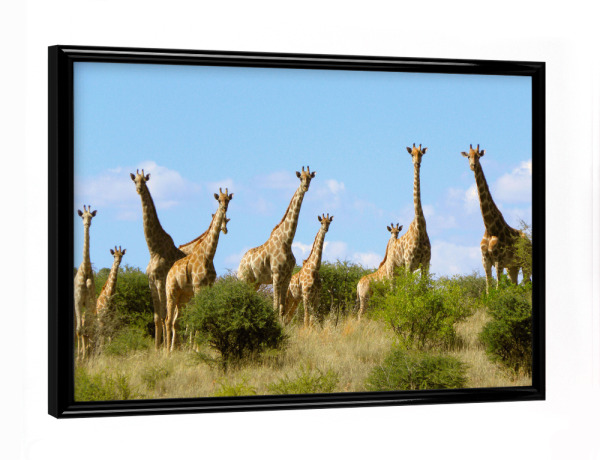Poster mit schwarzem Rahmen "Eine Giraffenherde" artboxONE - Natur,Reise,Tiere,Reise / Afrika,Reise / Länder