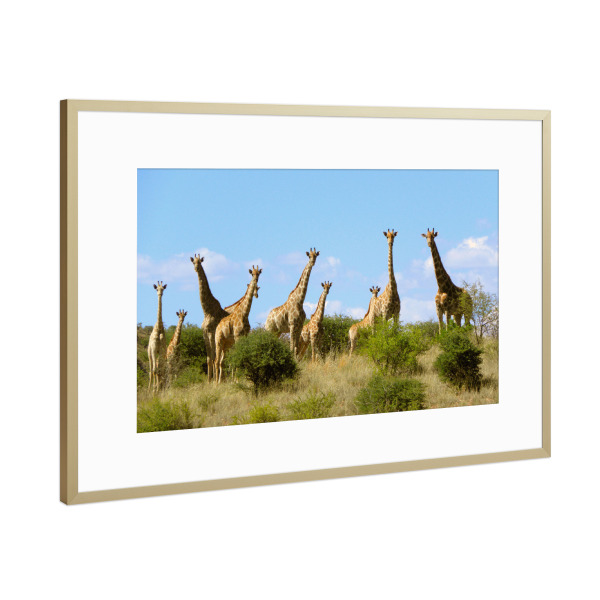 Poster mit Rahmen Gold "Eine Giraffenherde" artboxONE - Natur,Reise,Tiere,Reise / Afrika,Reise / Länder