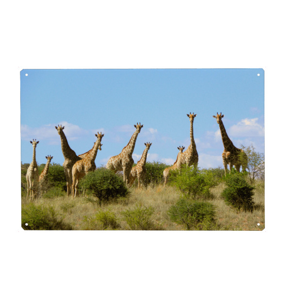 Metall Poster "Eine Giraffenherde" artboxONE - Natur,Reise,Tiere,Reise / Afrika,Reise / Länder