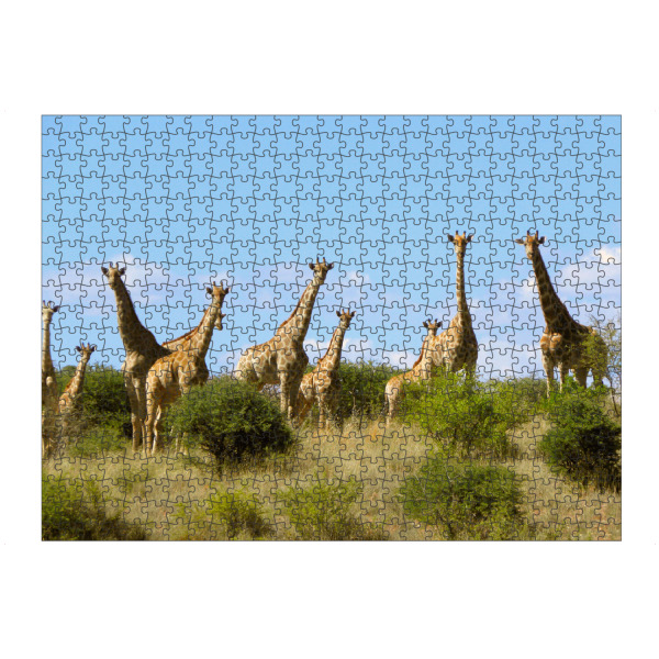 Puzzle Ravensburger "Eine Giraffenherde" artboxONE - Natur,Reise,Tiere,Reise / Afrika,Reise / Länder