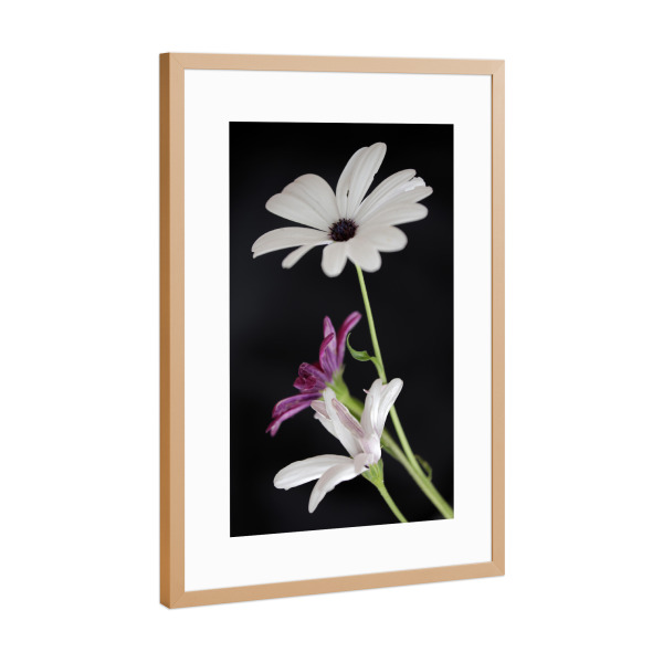 Poster mit Rahmen Kupfer "Botanische Serie Blumen Weiß Lila" artboxONE - Natur,Floral