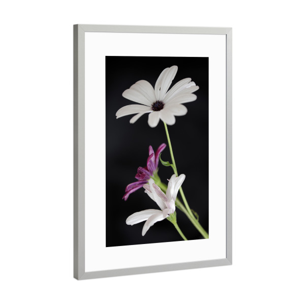 Poster mit Rahmen Silber "Botanische Serie Blumen Weiß Lila" artboxONE - Natur,Floral