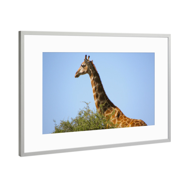 Poster mit Rahmen Silber "Giraffenhals" artboxONE - Natur,Reise,Tiere,Reise / Afrika,Reise / Länder
