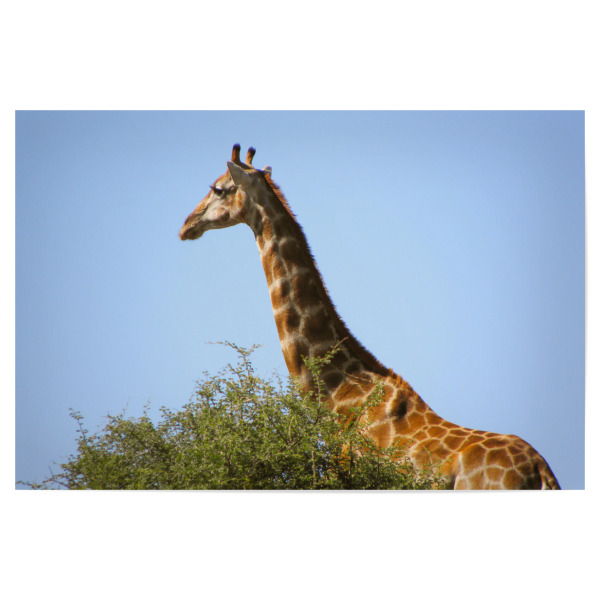 Poster 30x20 cm "Giraffenhals" artboxONE - Natur,Reise,Tiere,Reise / Afrika,Reise / Länder