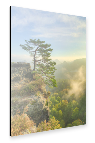 Alu-Dibond "Kiefer in der Sächsischen Schweiz" 30x20 cm artboxONE
