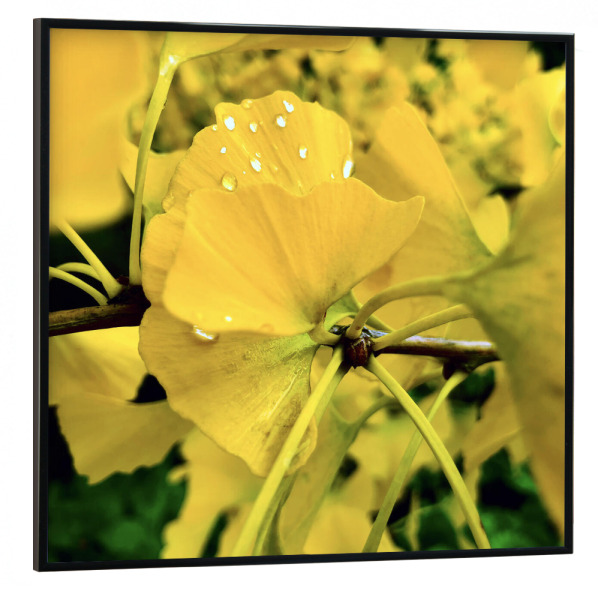 Poster mit schwarzem Rahmen 30x30 cm "Ginkgobaum" artboxONE - Natur,Floral,Reise / Asien