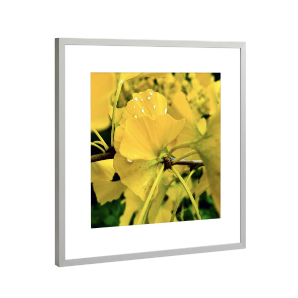 Poster mit Rahmen Silber "Ginkgobaum" artboxONE - Natur,Floral,Reise / Asien - Ginkgo,Gelb,Baum,China,Flora,Floral,Pflanze,Ginkgobaum,Blätter,Herbst
