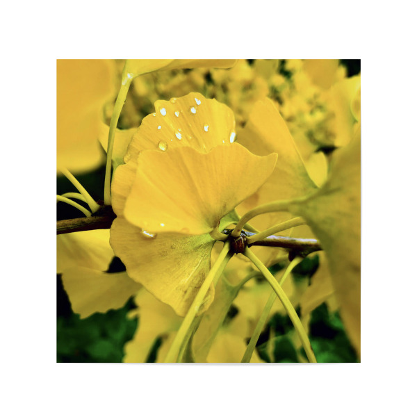 Poster 20x20 cm "Ginkgobaum" artboxONE - Natur,Floral,Reise / Asien - Ginkgo,Gelb,Baum,China,Flora,Floral,Pflanze,Ginkgobaum,Blätter,Herbst