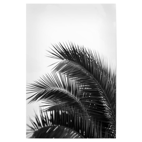 Poster "Palme schwarz-weiß" artboxONE - Natur,Reise,Floral,Schwarzweiß