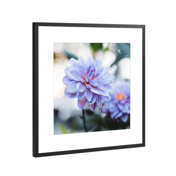 Poster mit Rahmen Schwarz (Metallic) "Purpur Dahlie Blumenfotografie" artboxONE - Natur