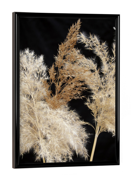 Poster mit schwarzem Rahmen "Botanische Serie Pampasgras" artboxONE - Natur,Floral