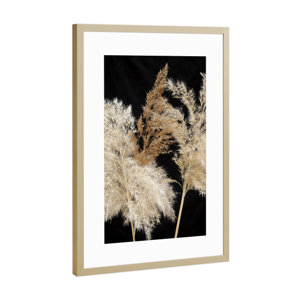Poster mit Rahmen Gold "Botanische Serie Pampasgras" artboxONE - Natur,Floral