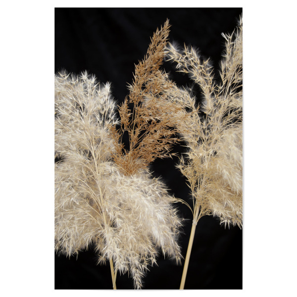 Poster 30x20 cm "Botanische Serie Pampasgras" artboxONE - Natur,Floral