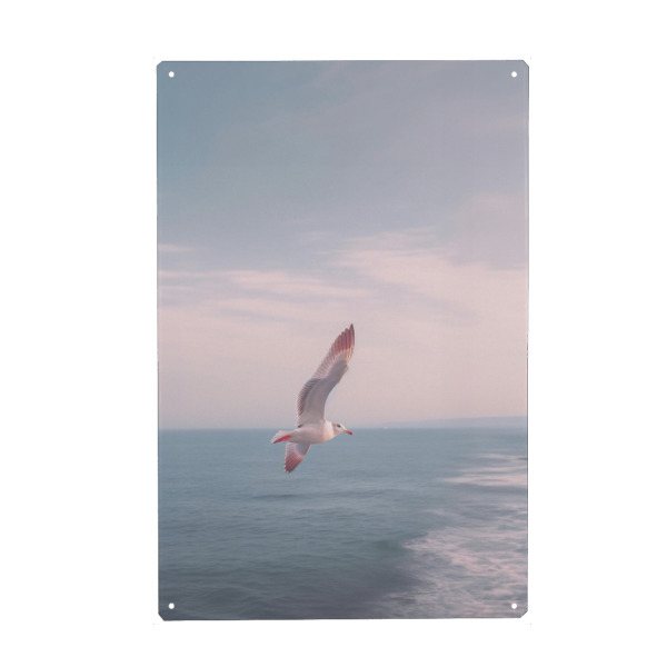 Metall Poster "Möwe über dem Meer" artboxONE - Natur,Reise,Tiere,Reise / Strand und Meer