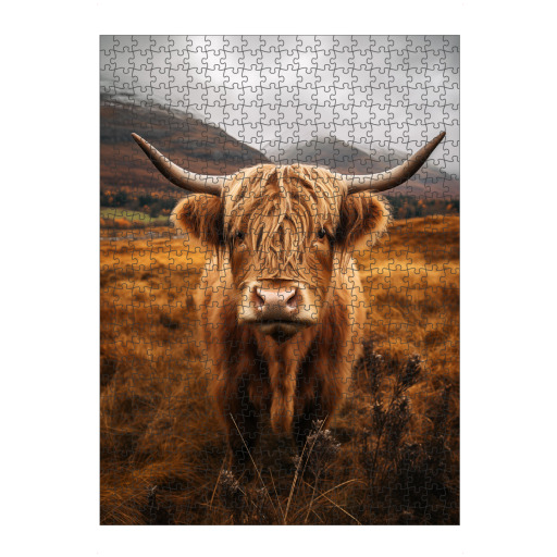 Highland cow in the wild