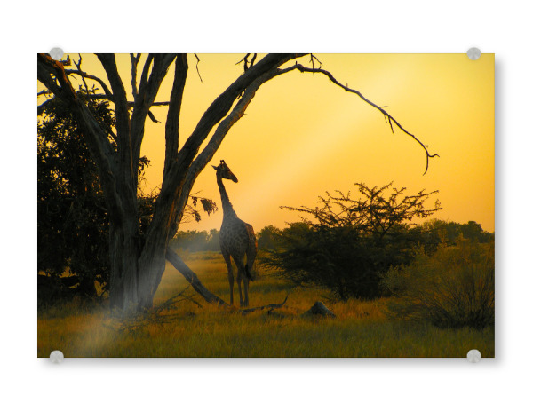 Acrylglasbild "A Savuti Sunset" artboxONE - Natur,Reise,Reise / Afrika,Reise / Länder