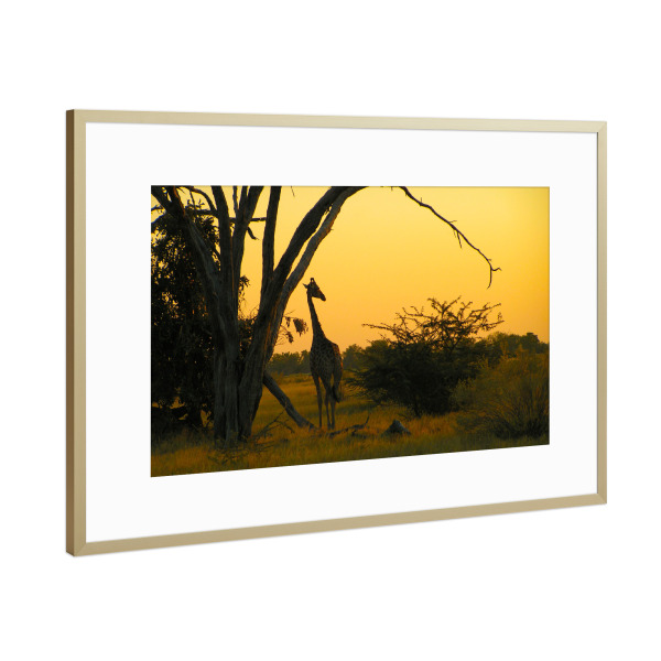 Poster mit Rahmen Gold "A Savuti Sunset" artboxONE - Natur,Reise,Reise / Afrika,Reise / Länder