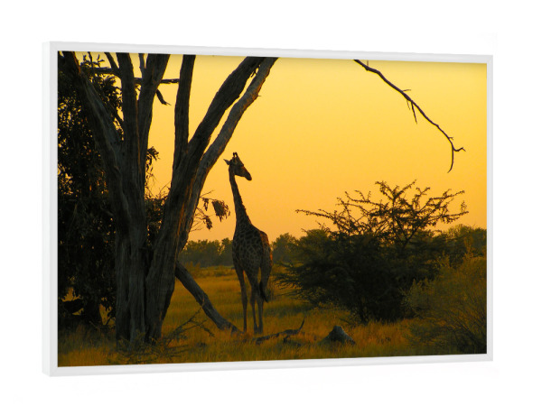 Poster mit weißem Rahmen "A Savuti Sunset" artboxONE - Natur,Reise,Reise / Afrika,Reise / Länder