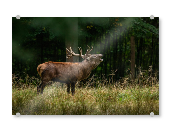 Acrylglasbild "Der ruf des Hirsches" artboxONE - Natur,Tiere - Hirsch,Brunft,Hirsche,Rothirsch,Rotwild,Wild,Wildtiere,Wald