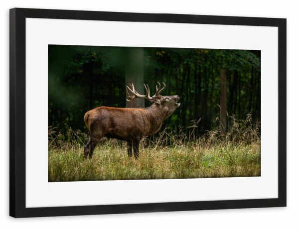 Poster mit Rahmen schwarz "Der ruf des Hirsches" artboxONE - Natur,Tiere - Hirsch,Brunft,Hirsche,Rothirsch,Rotwild,Wild,Wildtiere,Wald