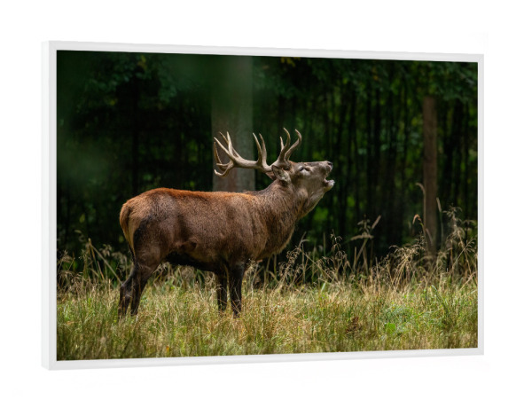 Poster mit weißem Rahmen "Der ruf des Hirsches" artboxONE - Natur,Tiere - Hirsch,Brunft,Hirsche,Rothirsch,Rotwild,Wild,Wildtiere,Wald