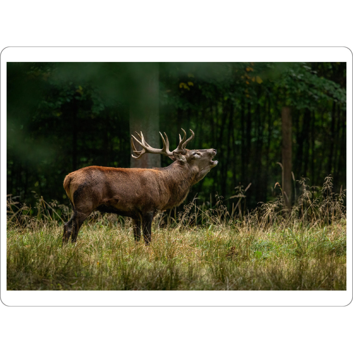 Tischset "Der ruf des Hirsches" artboxONE - Natur,Tiere - Hirsch,Brunft,Hirsche,Rothirsch,Rotwild,Wild,Wildtiere,Wald - Bild hirsch