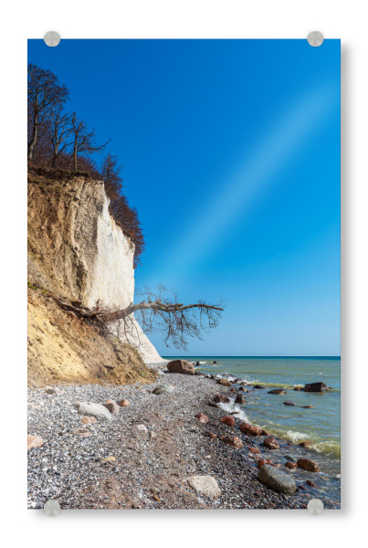 Acrylglasbild "Baum am Kreidefelsen" artboxONE - Natur,Reise,Reise / Strand und Meer