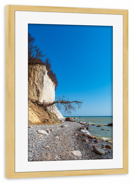 Poster mit Rahmen kiefer "Baum am Kreidefelsen" artboxONE - Natur,Reise,Reise / Strand und Meer